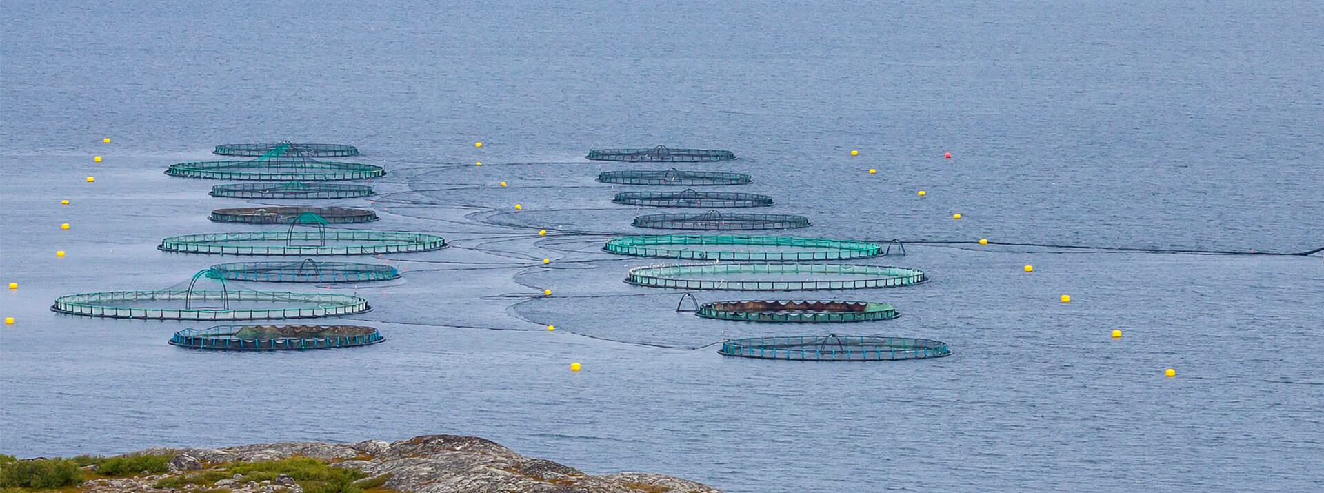 Fishing Netting