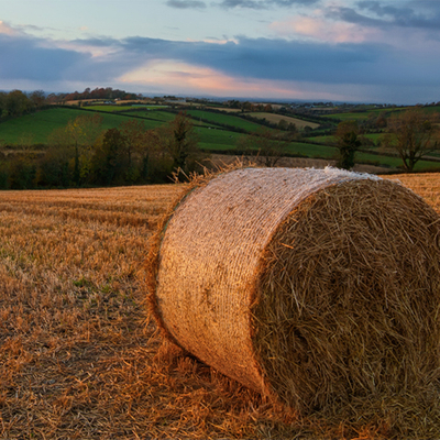 bale-net1