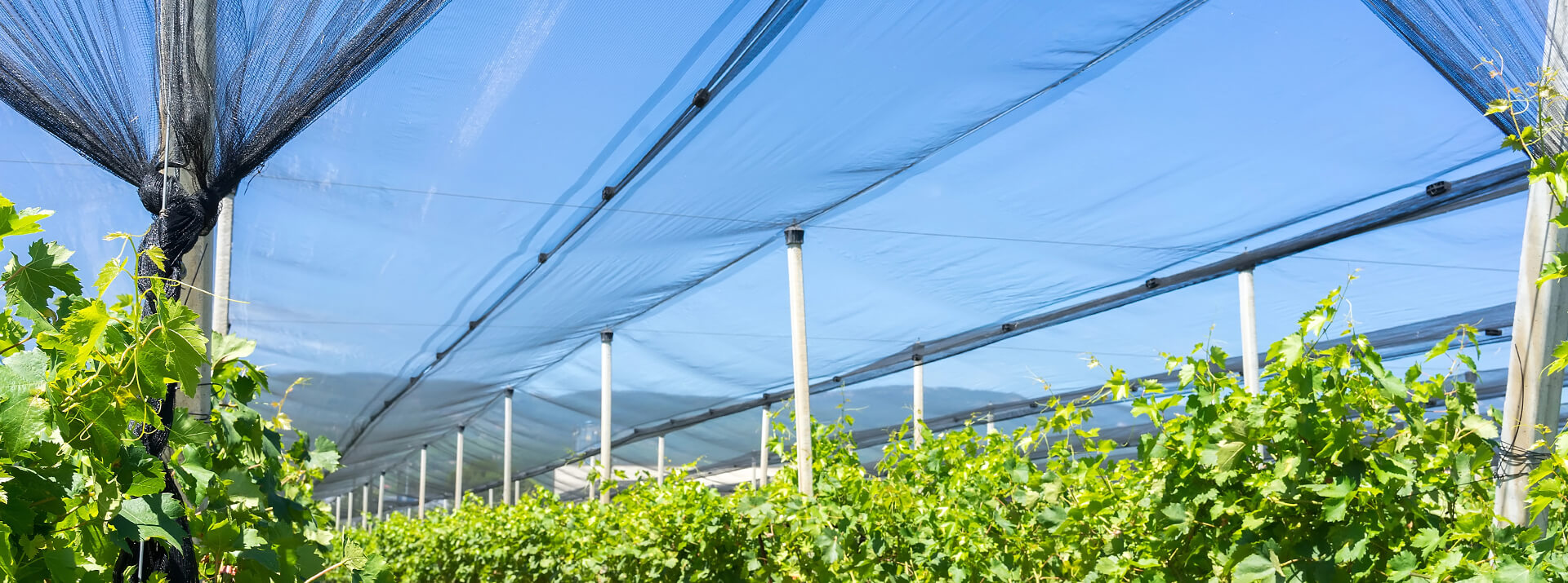 Agricultural-Netting