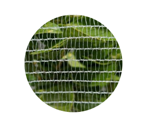 Insects-Net