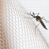 Mosquito Net